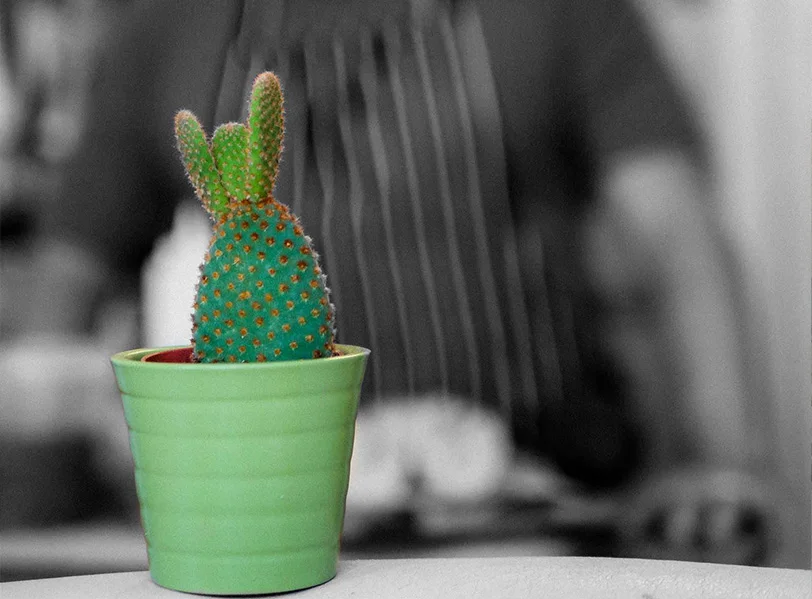 A cactus in the Casa GourMex kitchen